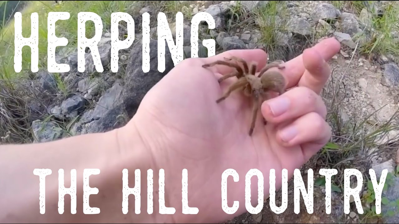 brian williams Herping Central Texas | Spring 2016