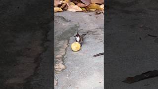 Download Lagu Bulbul eating guava🕊️🍐 #birds #bulbul #eatinguava #birdslovers #nature #cute MP3 Download Lagu Bulbul eating guava🕊️🍐 #birds #bulbul #eatinguava #birdslovers #nature #cute MP3