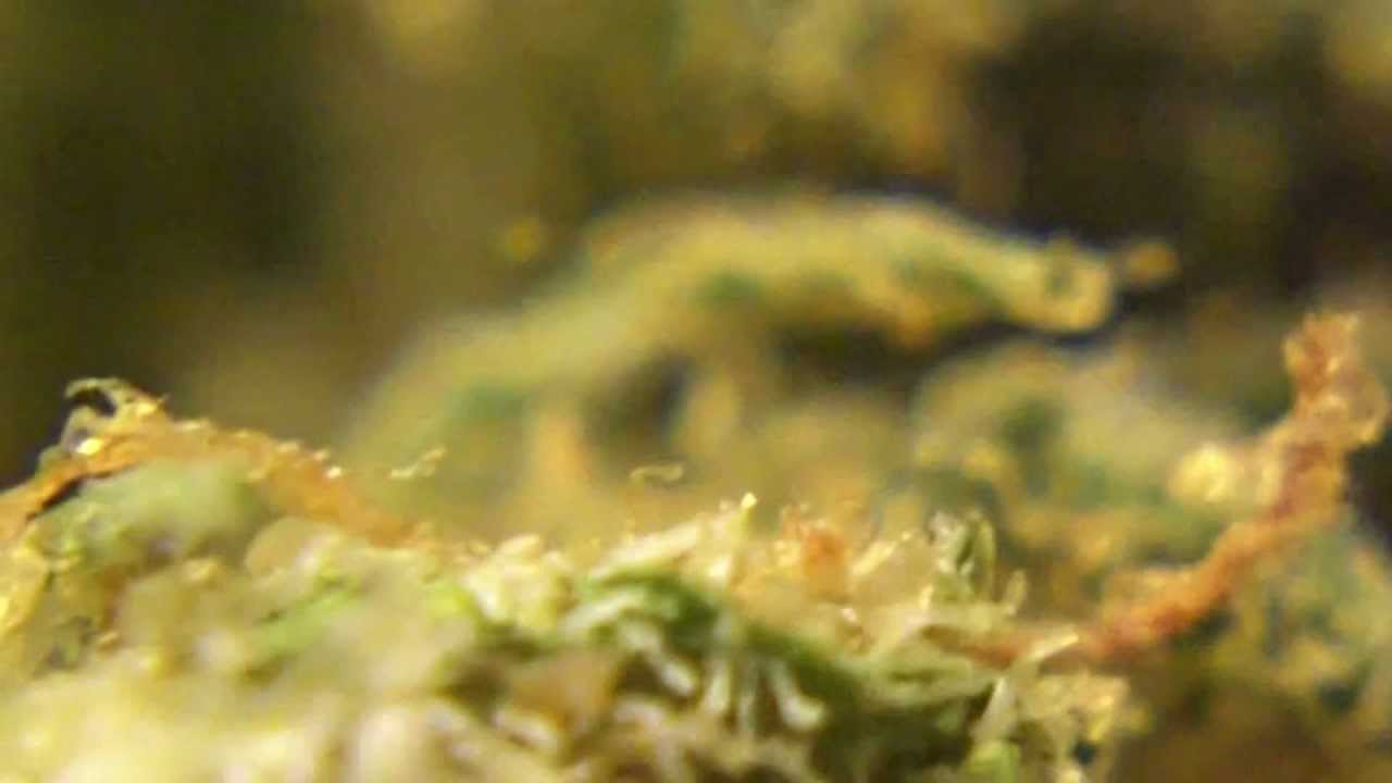 Ep 192 Hd ShoutOuts** and White OG KUSH v 2.0 WEED REVIEW 720p Karma Genetics Marijuana Buds