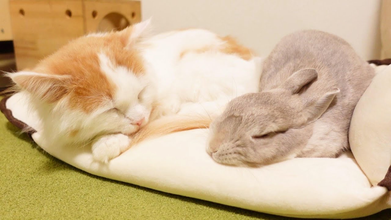 ＊にょる様確認用＊　cocoriang kumukuku うさぎに変身　２点 cocoriang kumukuku うさぎに変身したいな！ イエロー - メルカリ