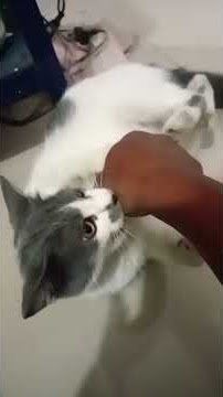 cat#funny #animals #shortvidio #viral