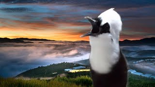 PANCINGAN POKSAY AGAR EMOSI