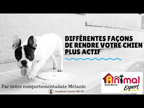 Comment rendre son chien plus actif ?