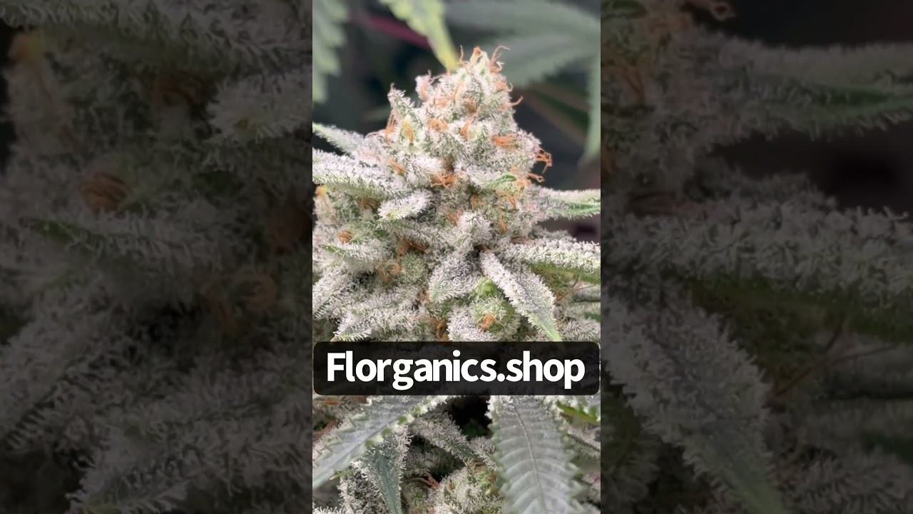 Gulf Coast Cookies Ready For Harvest Check out Our New Site!