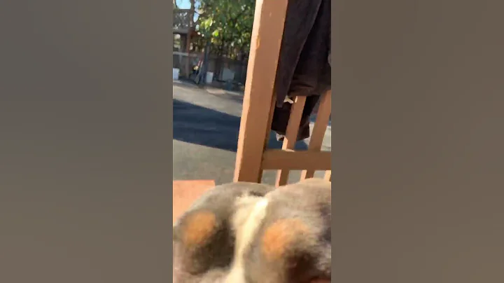 #dog talks