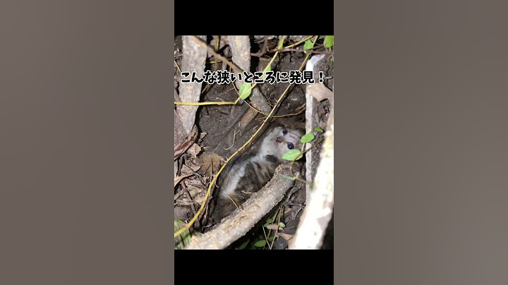 生後２ヵ月の子猫を保護しました！ #shorts