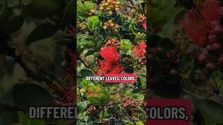 ʻŌhiʻa lehua: Hawaiʻi’s unique tree feeding native birds & bees—now threatened by Rapid ʻŌhiʻa Death