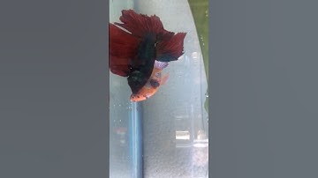 How to Breed Betta Fish: Complete Breeding Tank Setup & Mating Sequence