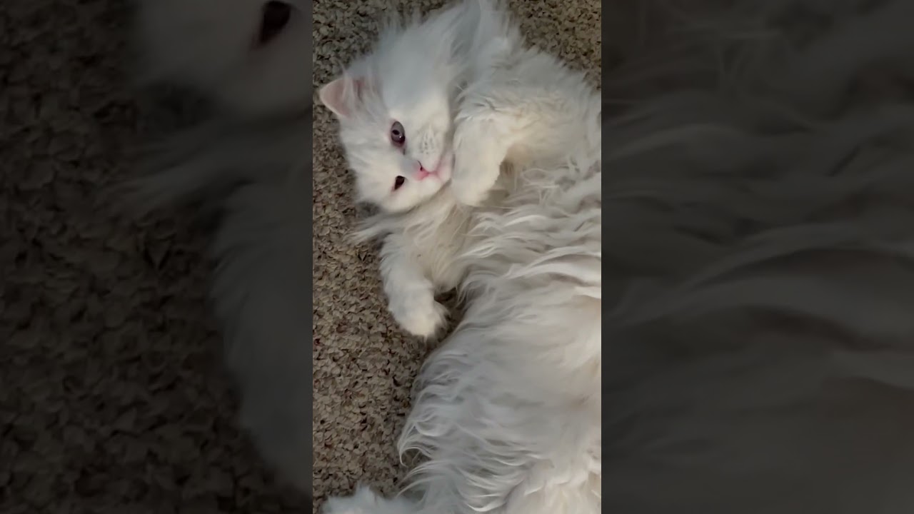 Meow!    Cloud: The White Fluffy Cat with fur as white as the clouds.