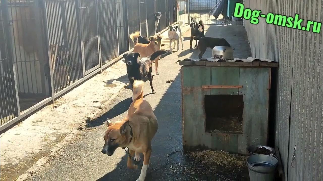 Приют тет рус