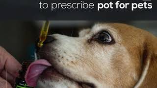 Vets Lobby to Expand Medical Cannabis Laws to Include Dogs, Cats