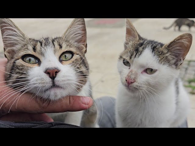 その他 CAT Poorly Named Cats – Obvious Plant