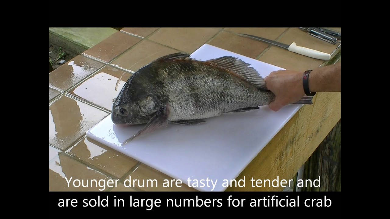 How to Fillet Black Drum Quickly YouTube