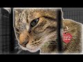Rippling an Animal Shelter | MaxFund RippleClip