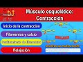 Musculo esquelético: contracción