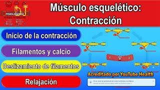 Skeletal muscle: contraction Skeletal muscle: contraction