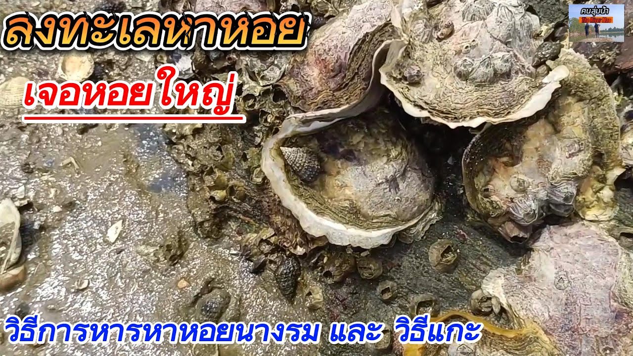 ลงทะเลหาหอย วิธีเก็บหอยนางรม #ผู้ติดตาม #ลงทะเล #หอยนางรมสดๆ #หาหอย  #ประมงพื้นบ้าน #oysters