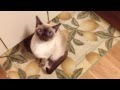 My tonkinese cat sounds like an alien の動画、YouTube動画。