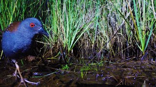 The Rare Black Rail