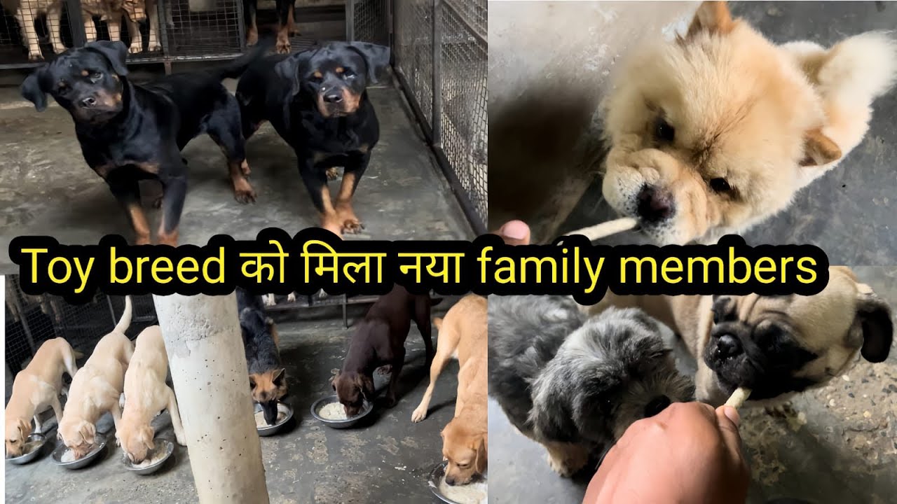 Pug male introduced with toy 🧸 breed !! Good and healthy food 🥘 for dogs !! 