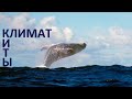 Как киты меняют климат?