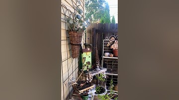 Mockingbirds building a nest on my patio.