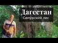 #Дагестан #Самурский лес - страшный лес. Кавказский узел. Дагестан сегодня.