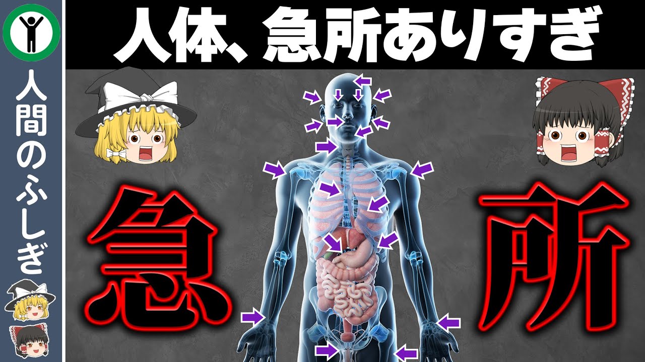 【ゆっくり解説】絶対に殴ってはいけない人体の急所7選　～人間の雑学～
