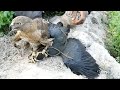Amazing hunt of waterhen with shikra | Eagle attack, goshawk hunting | Wildlife Today