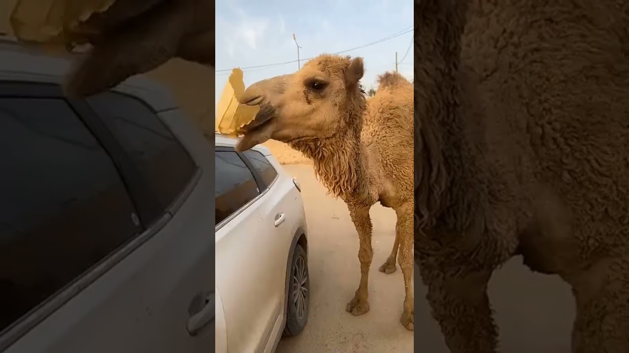 بەزم و یاری نوێ لەگەڵ مامە دانا و عەبوسی 😂