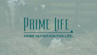 Prime Life Calf Program