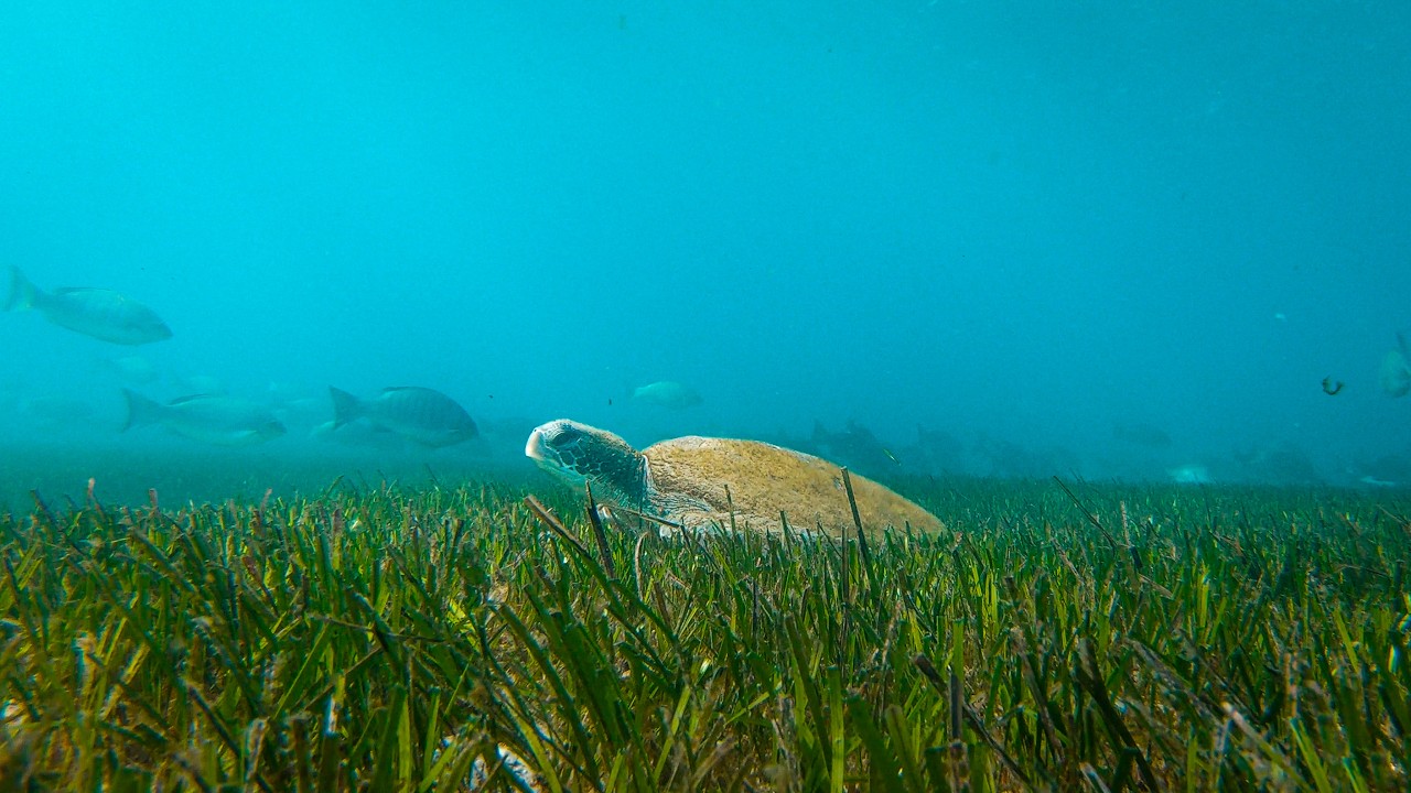 Green sea turtle resting on the reef at Shelly Beach, Sydney