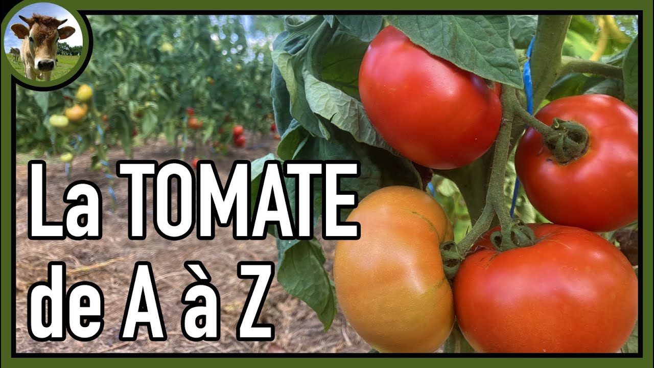 La tomate 🍅 Du semis à la récolte ｜ Toutes les étapes de culture en images + conseils pour débutants