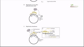 Copy number regulation by cop genes