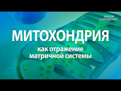 Бейне: Митохондрия матрицасында не бар?