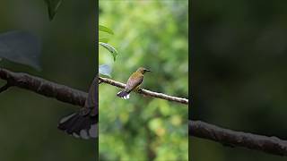 Pulut burung super lengket