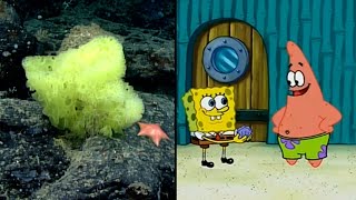 SpongeBob and Patrick Fish-Looking Species Spotted in Ocean