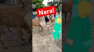 Oh deer. #vtuber #japan #nara
