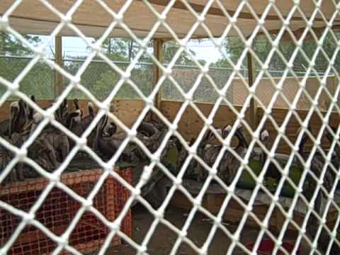 grassroots international Halfway House for Rehabbed Brown Pelicans