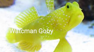 Watchman Goby - Deniz Akvaryumu Balık Tanıtım Tuzlu Su Akvaryumu Balıkları