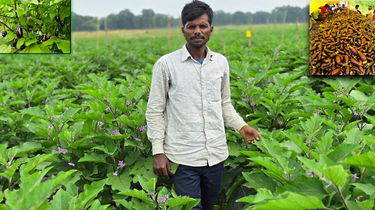 ग्राफ्टेड बैगन की खेती A to Z जानकारी | बैंगन की खेती से 2री तोड़ाई पूँजी वसूल 