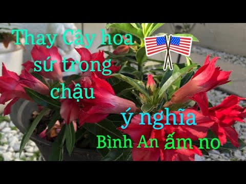 Video: Loại đất nào tốt nhất cho Desert Rose?