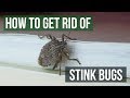 How to Get Rid of Stink Bugs (4 Easy Steps)