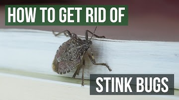 How to Get Rid of Stink Bugs (4 Easy Steps)