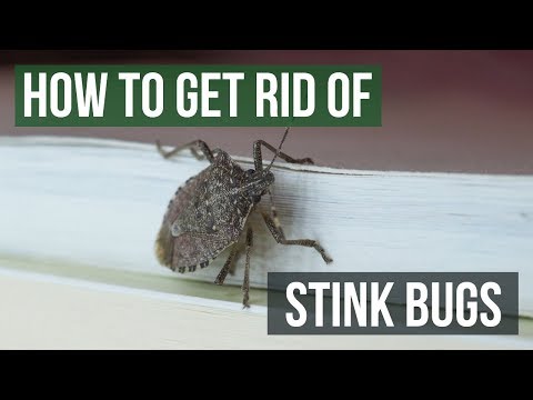 تصویری: کنترل حشرات بدبو: چگونه از شر حشرات بدبو خلاص شویم