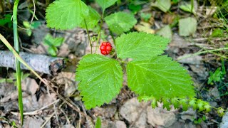 Костяника.Лесная ягода с листьями как у малины