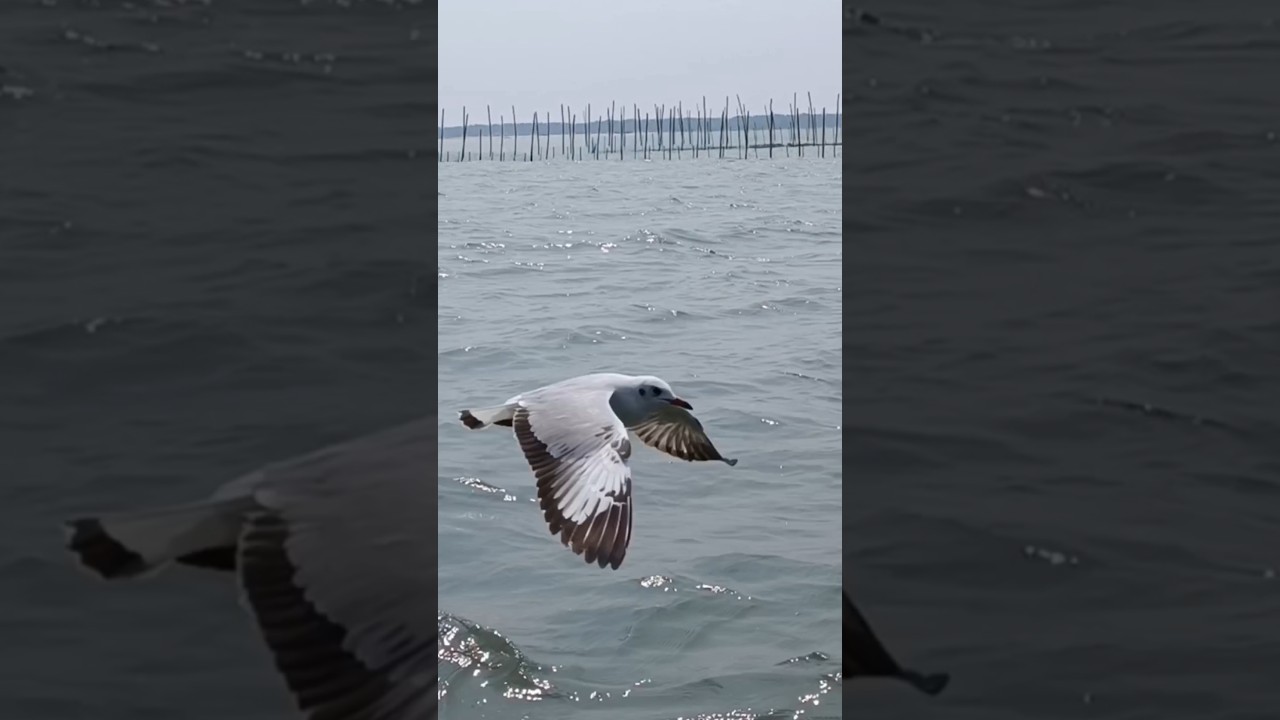 Dolphin View Point, Chilka Lake