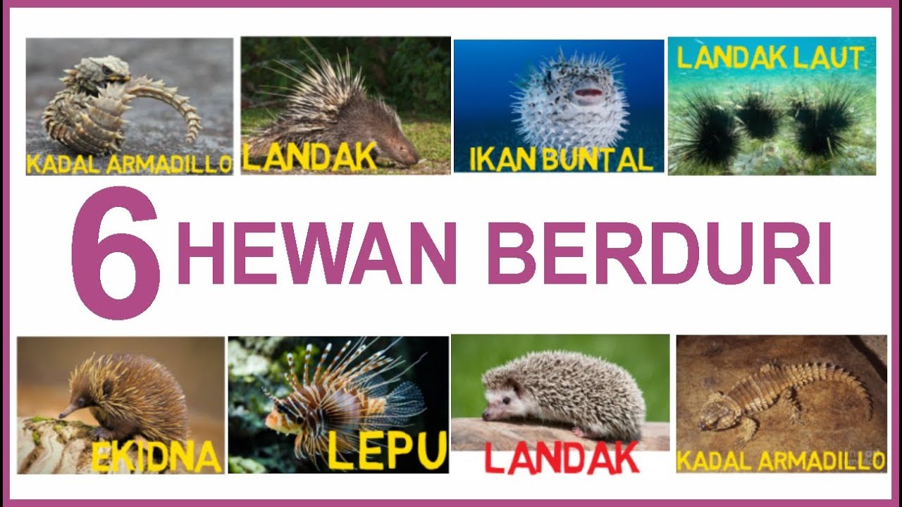 belajar menulis membaca dan menggambar  Belajar 6 hewan  