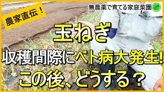 【玉ねぎ栽培】収穫間際に病気が出た時の対処法と小さい苗を植えた結果【有機農家直伝！無農薬で育てる家庭菜園】　23/6/10