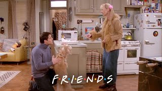 Phoebe Gets Joey a Dog | Friends